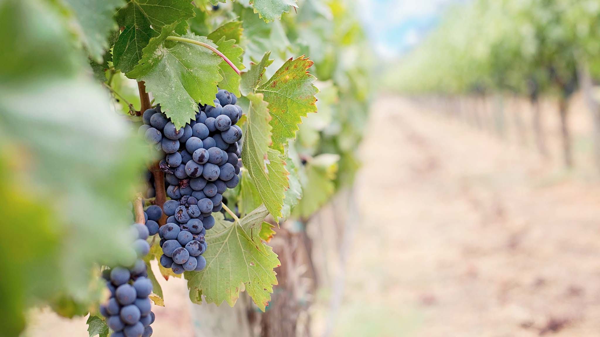 Soluzione Group Agenzia PR - Content marketing e aziende vitivinicole