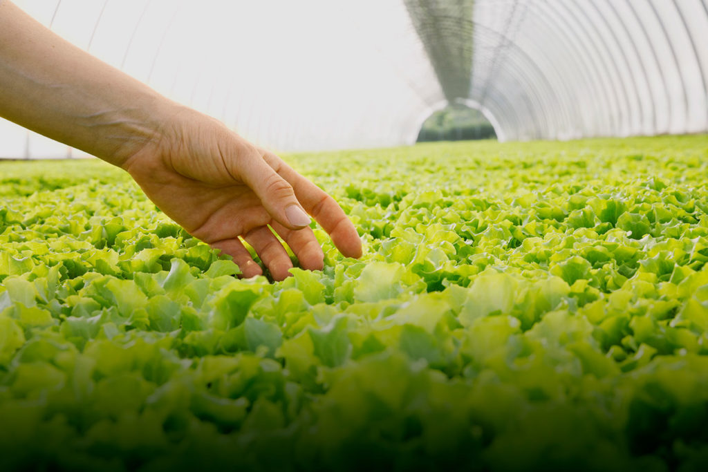 La Linea Verde affida a SG anche la gestione delle attività di PR&media relations